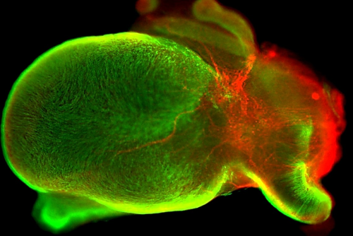 Bladder image - Neil Roberts An image of a model bladder which is green an red in colour. It shows the ureter tubes at the top.